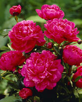 Без бренда «2KMB-4036» в Мурманске