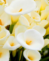 Без бренда «Белые каллы» в Мурманске