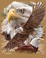 Без бренда «Коробка 20 шт: Орёл крупным планом» в Мурманске