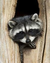 Без бренда «Енот в дупле» в Мурманске