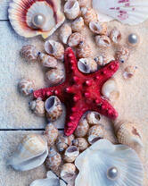 Морская звезда и ракушки на белом песке