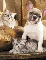 Без бренда «Милый щенок французского бульдога и два котёнка» в Мурманске