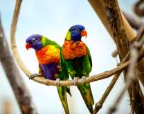 Пара пёстрых попугаев на жердочке