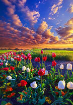 Без бренда «Поле тюльпанов под облачным небом» в Мурманске